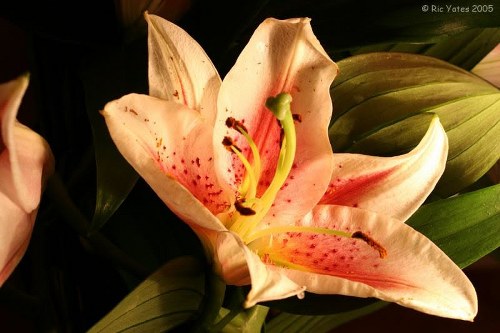 A vibrant bouquet arranged by a professional florist