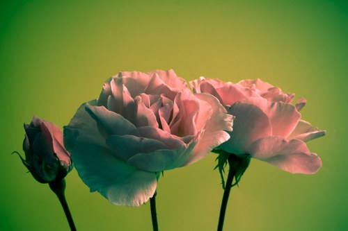 Custom floral arrangements for special occasions