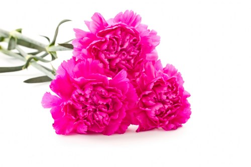 Eco-friendly flower delivery packaging