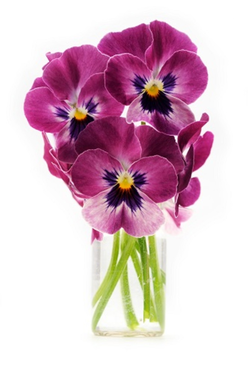 Painting with Petals: Peony Flower Colors and Their Symbolic Interpretations