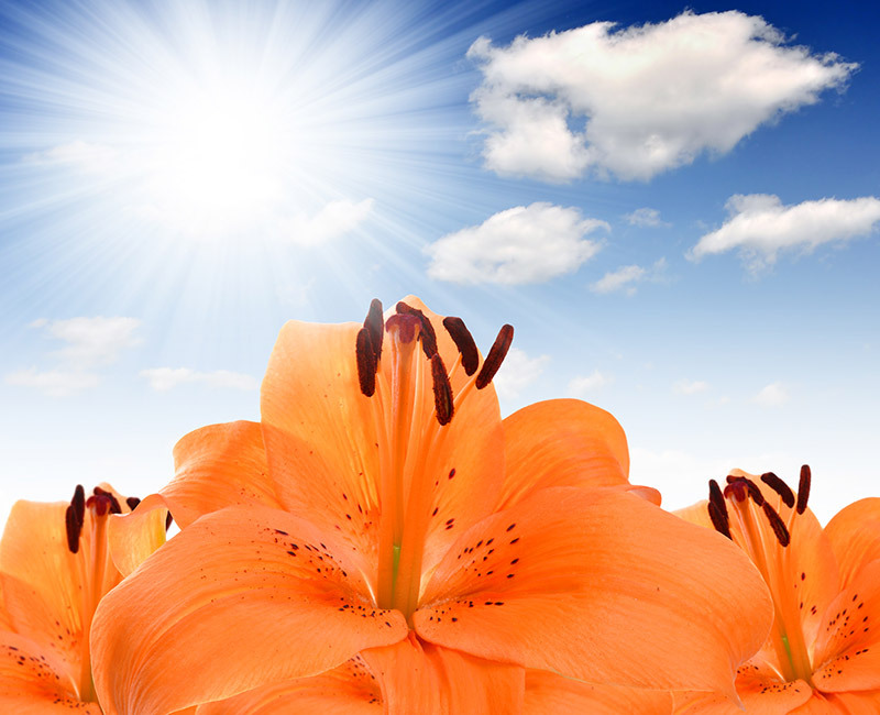Three Quick and Reliable Ways to Make Your Flowers Last